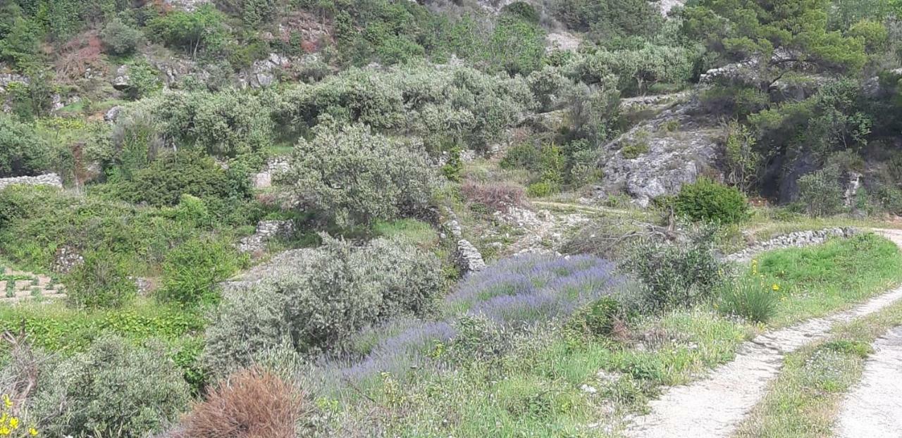 Kuca Za Odmor Dobrila Ξενοδοχείο Jelsa  Εξωτερικό φωτογραφία